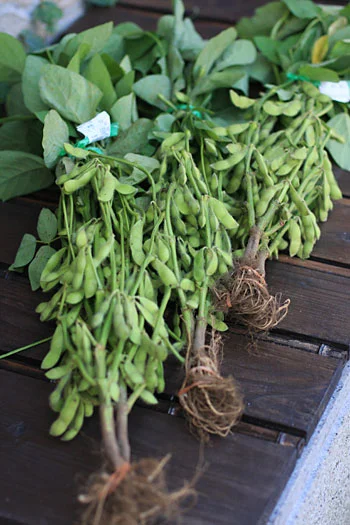 枝についたままで1つ100円