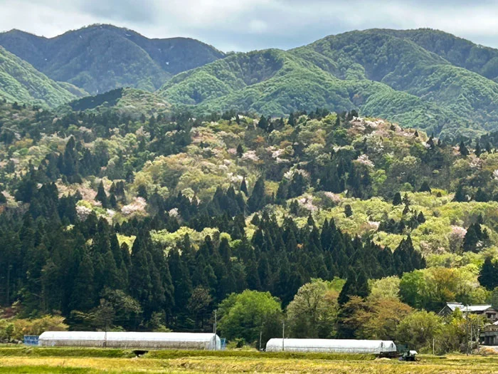 村杉温泉　城山の春の景色