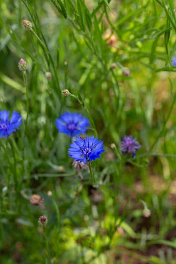 角屋旅館　角屋農園　Kadoya Ryokan & Farms　カッティングガーデン　CUTTING　GARDEN　育てた草花を摘んで飾ります