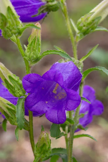 角屋旅館　角屋農園　Kadoya Ryokan & Farms　カッティングガーデン　CUTTING　GARDEN　育てた草花を摘んで飾ります
