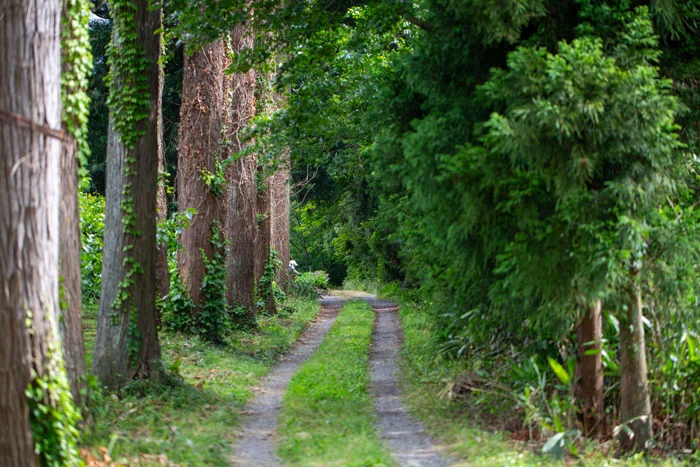村杉温泉の杉の小径