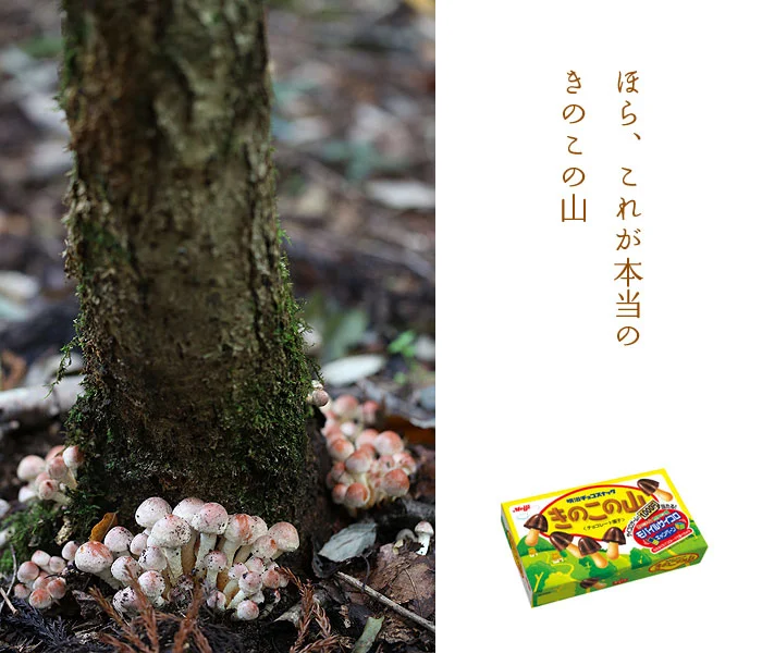 きのこの山
