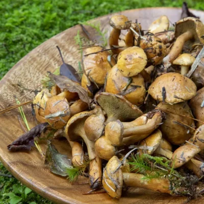 角屋旅館 お料理