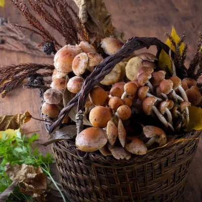 角屋旅館 お料理