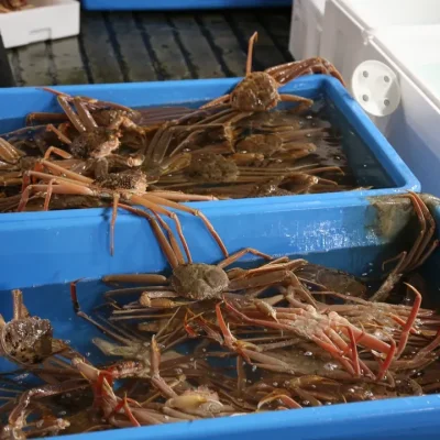 角屋旅館 お料理