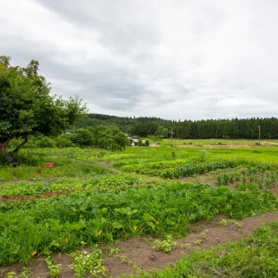 角屋旅館 お料理