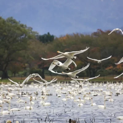 角屋旅館 瓢湖の白鳥