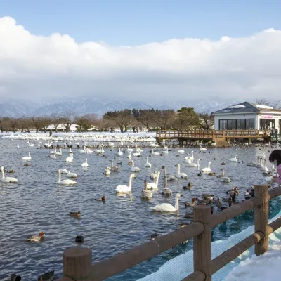 角屋旅館 瓢湖の白鳥