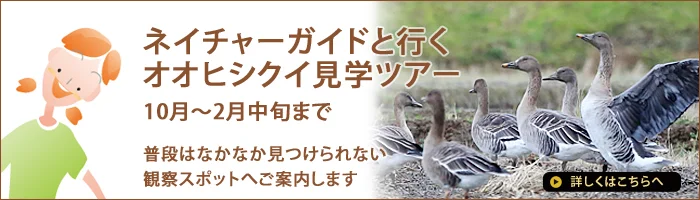 オオヒシクイ見学ツアー