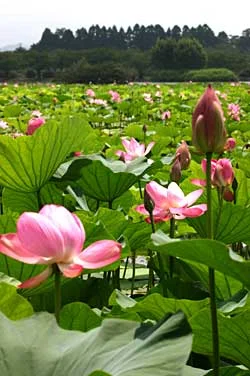 瓢湖のハスの花