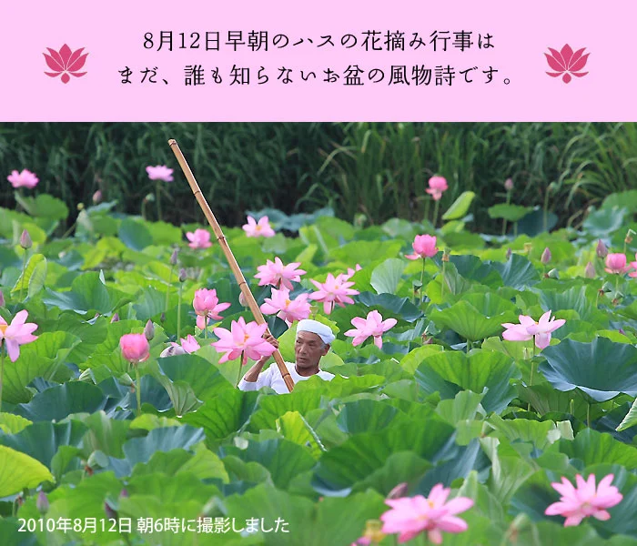 瓢湖のハスの花摘みはお盆の風物詩