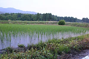 ホタルがいる里山とは