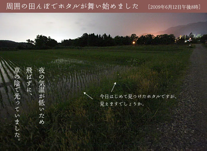 6月13日　周囲の田んぼで蛍が舞い始めました