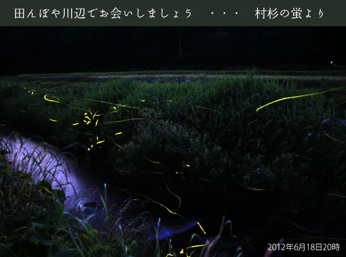 村杉のホタル写真