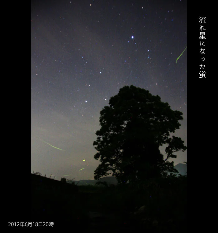 流れ星になった蛍