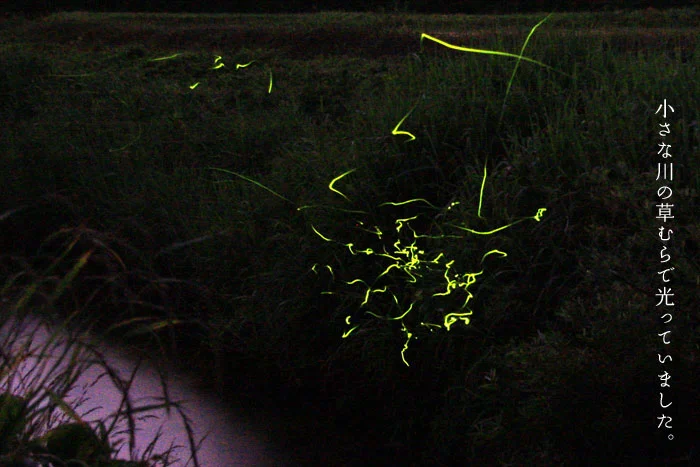 小さな小川の草むらにいるホタル