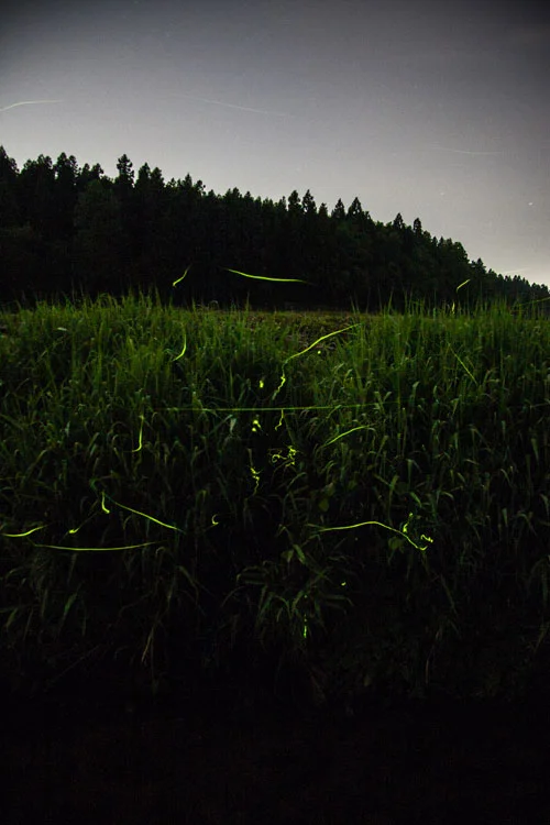 夜8時のホタルが飛んでいる様子