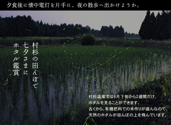 村杉の田んぼでホタル鑑賞