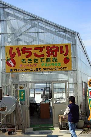 アドバンファームしばた　いちご狩りハウス