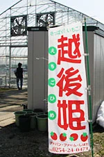 越後姫ののぼり