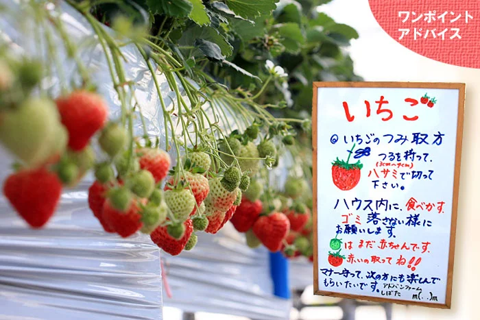 いちご狩りのアドバンファームしばた ワンポイントアドバイス