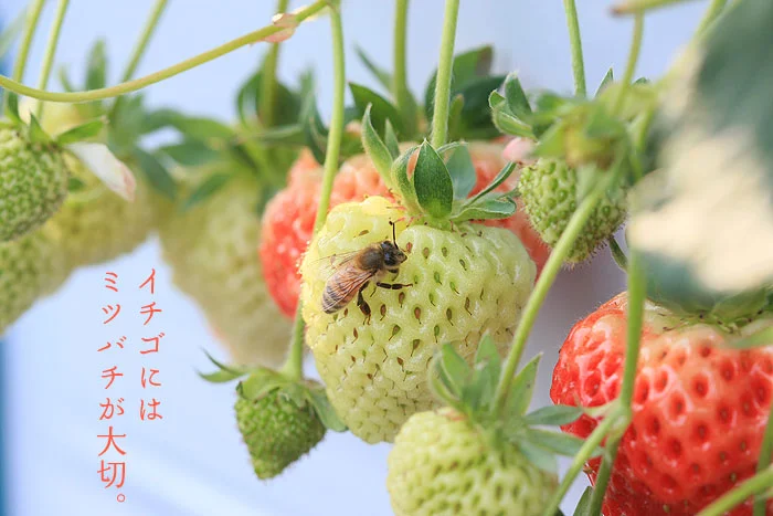 イチゴにはミツバチが大切