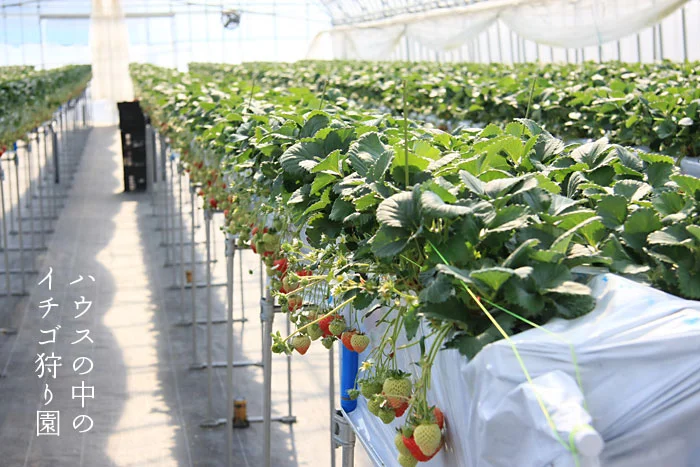 ハウスの中のイチゴ狩り園