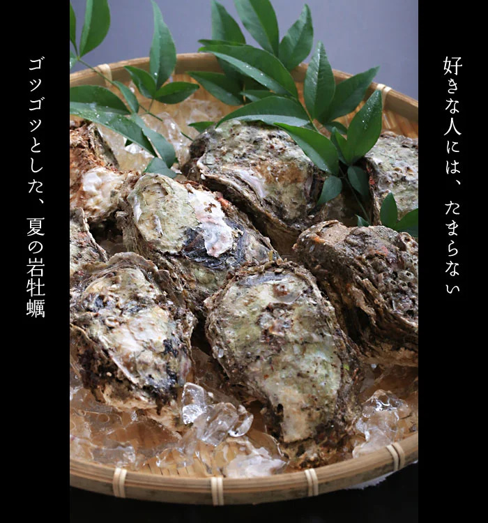 好きな人にはたまらない、ゴツゴツとした夏の岩牡蠣