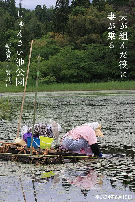 新潟県阿賀野市　じゅんさい池公園