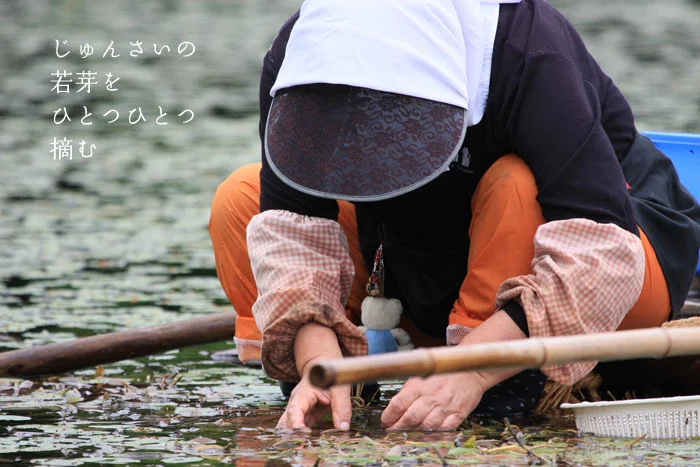 じゅんさい池の真ん中で若芽をひとつひとつ摘む