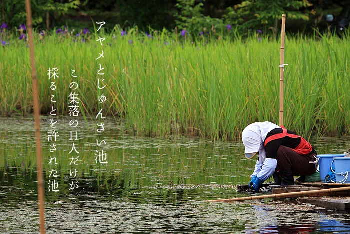 アヤメとジュンサイ池公園