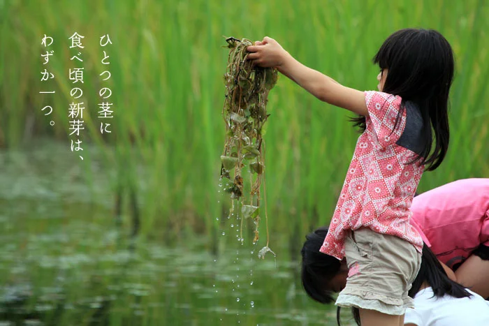 ひとつの芽には、食べ頃の新芽が一つ