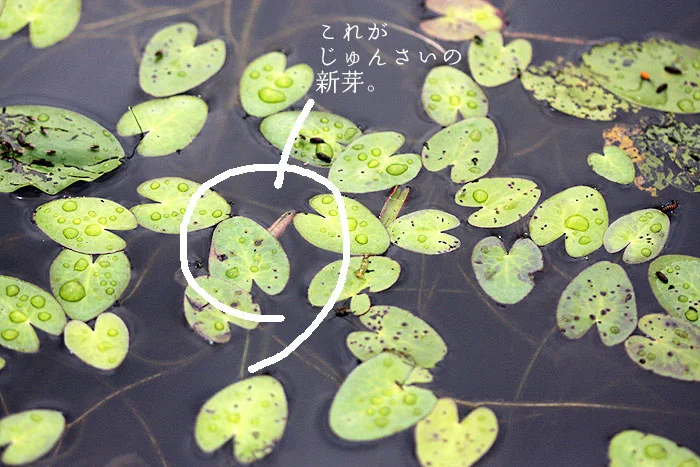 じゅんさいの新芽はこれほど少ない