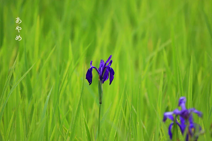 じゅんさい池公園のあやめ