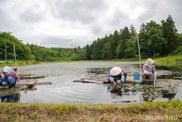 新潟県阿賀野市のじゅんさい池公園
