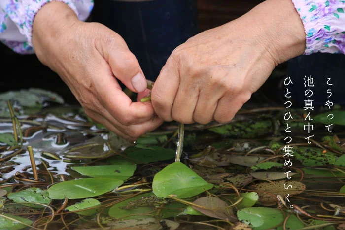 じゅんさい池公園で一つ一つ集めていく