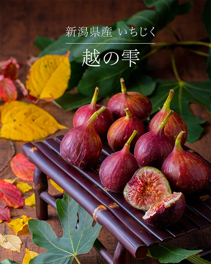 越の雫　いちじく　無花果　イチジク　箪笥の果実酒　イチジク酒