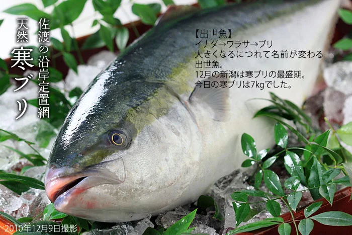 新潟佐渡の天然寒ブリ