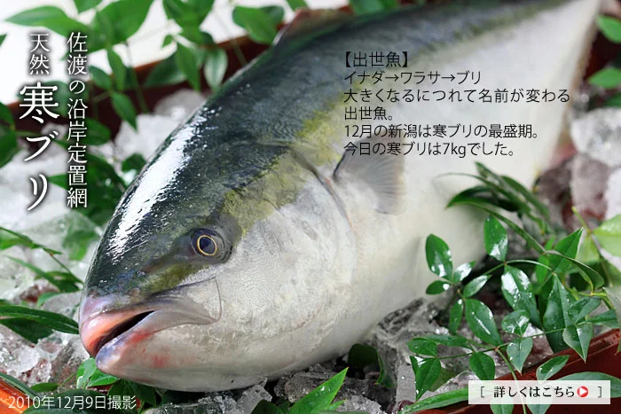 新潟佐渡の天然寒ブリ