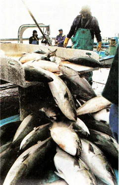 佐渡の寒ブリ漁