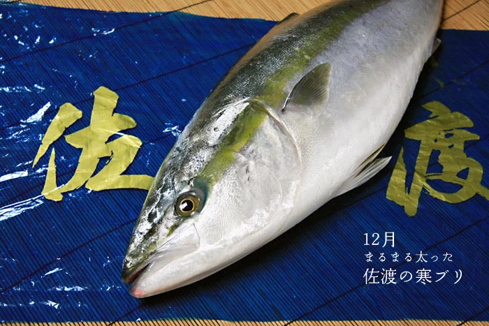 新潟県佐渡の寒ブリ