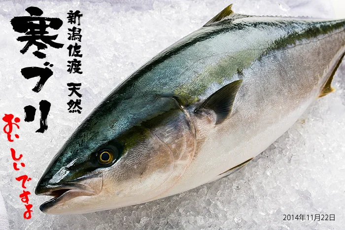 新潟佐渡 天然 寒ブリ