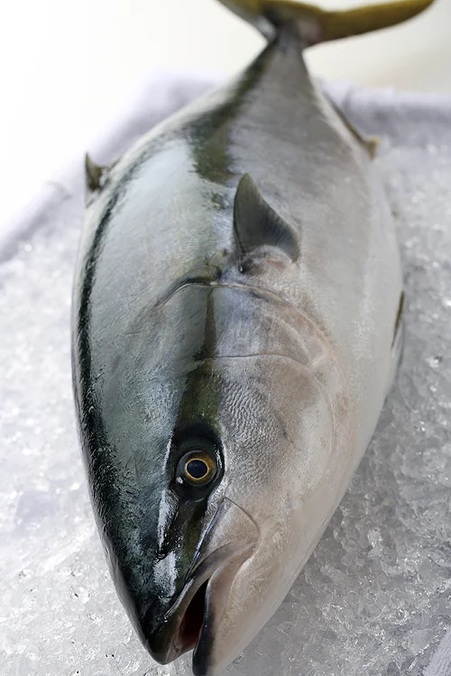 日本海新潟の寒鰤　寒ブリ