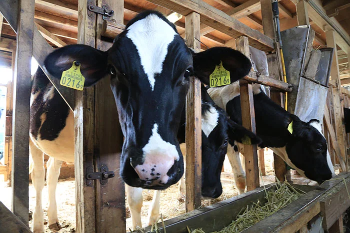神田酪農の子牛たち