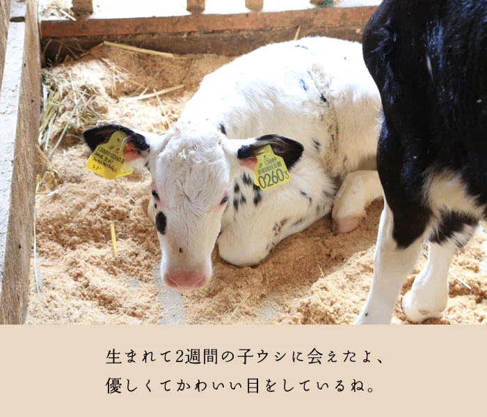 神田酪農の子牛