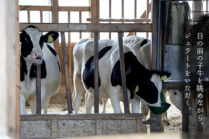 神田酪農の子牛