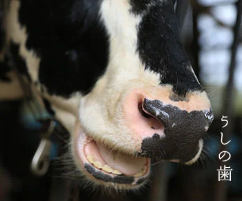 牛の歯