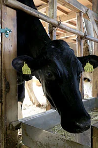 阿賀野市神田酪農