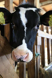 阿賀野市神田酪農