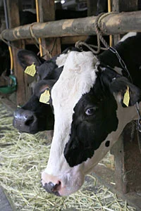 阿賀野市神田酪農